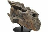 Hadrosaur (Hypacrosaur) Sacrum with Metal Stand - Montana #211085-2